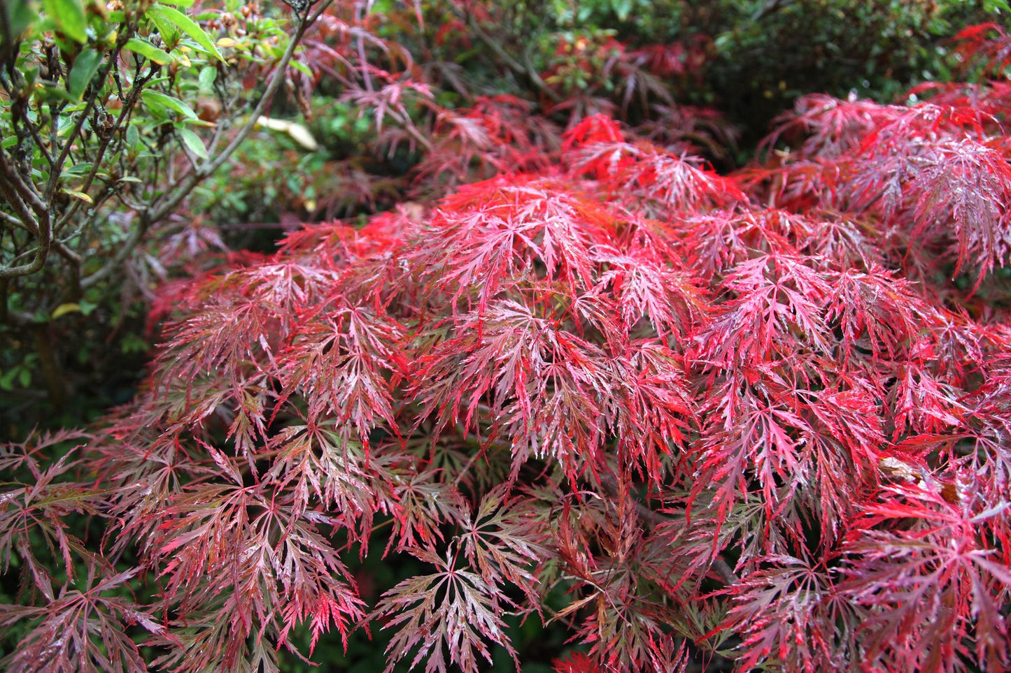 Acer palmatum 'Garnet'
