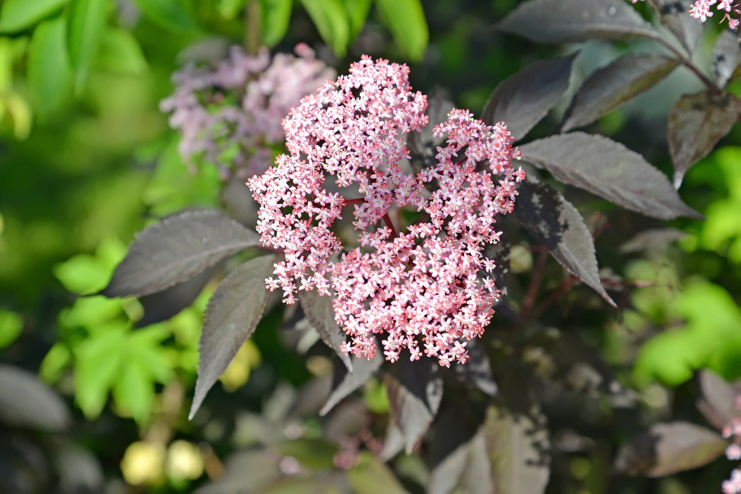 Sambucus nigra BLACK BEAUTY