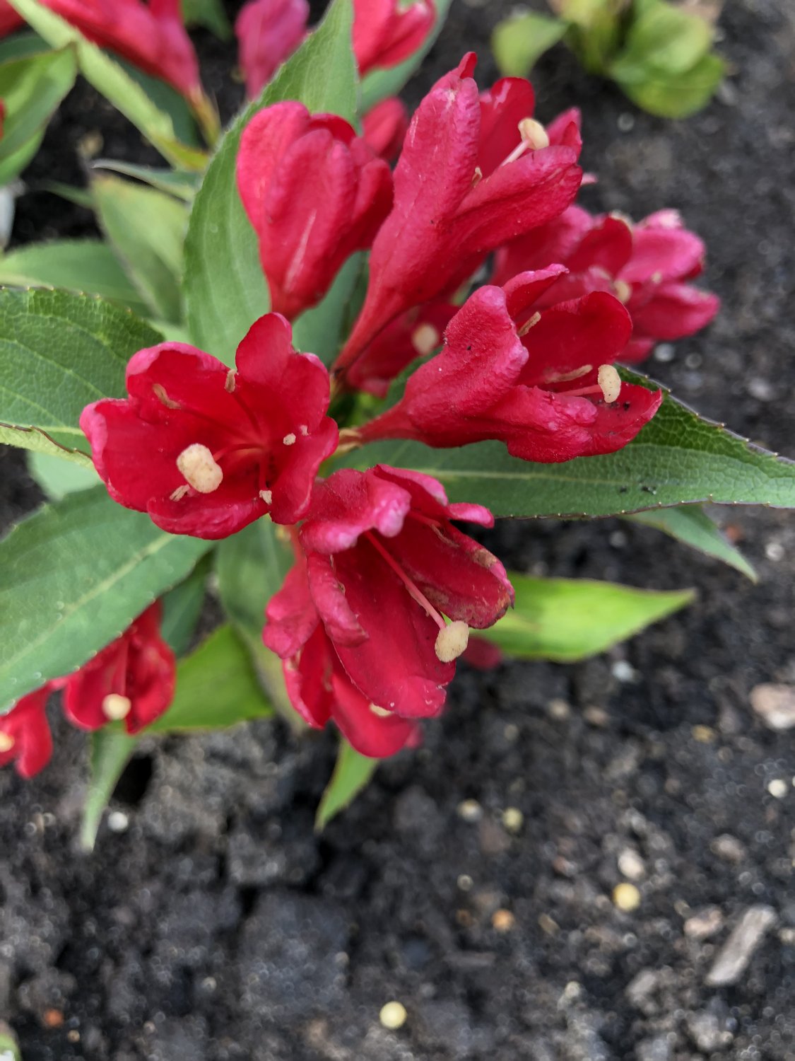Weigela ALL SUMMER RED