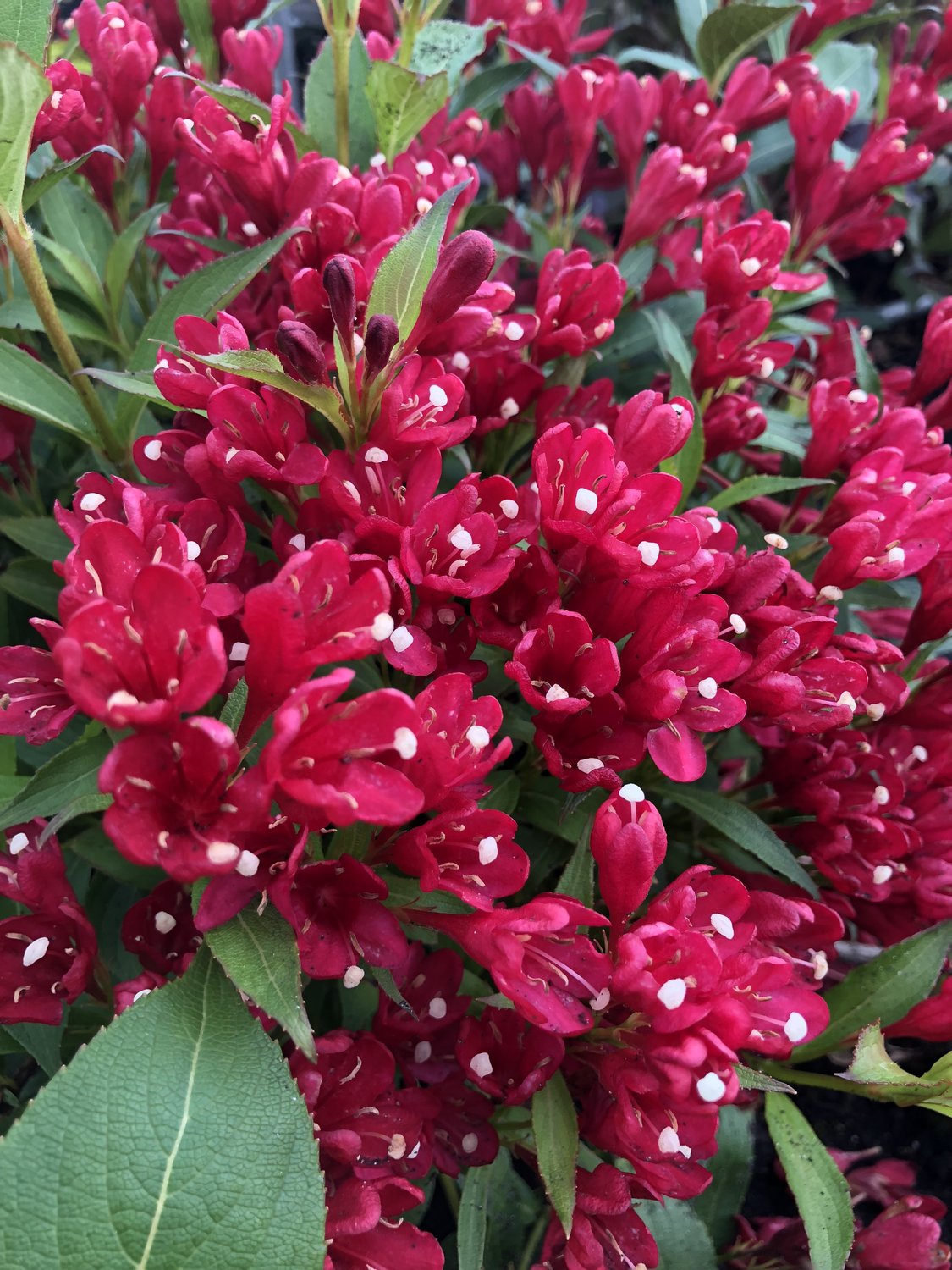 Weigela ALL SUMMER RED