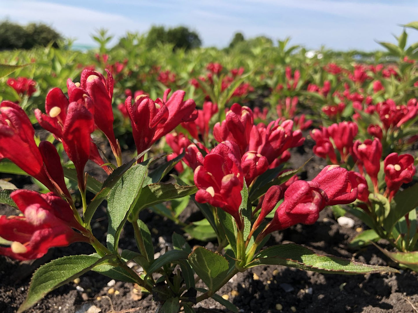 Weigela ALL SUMMER RED