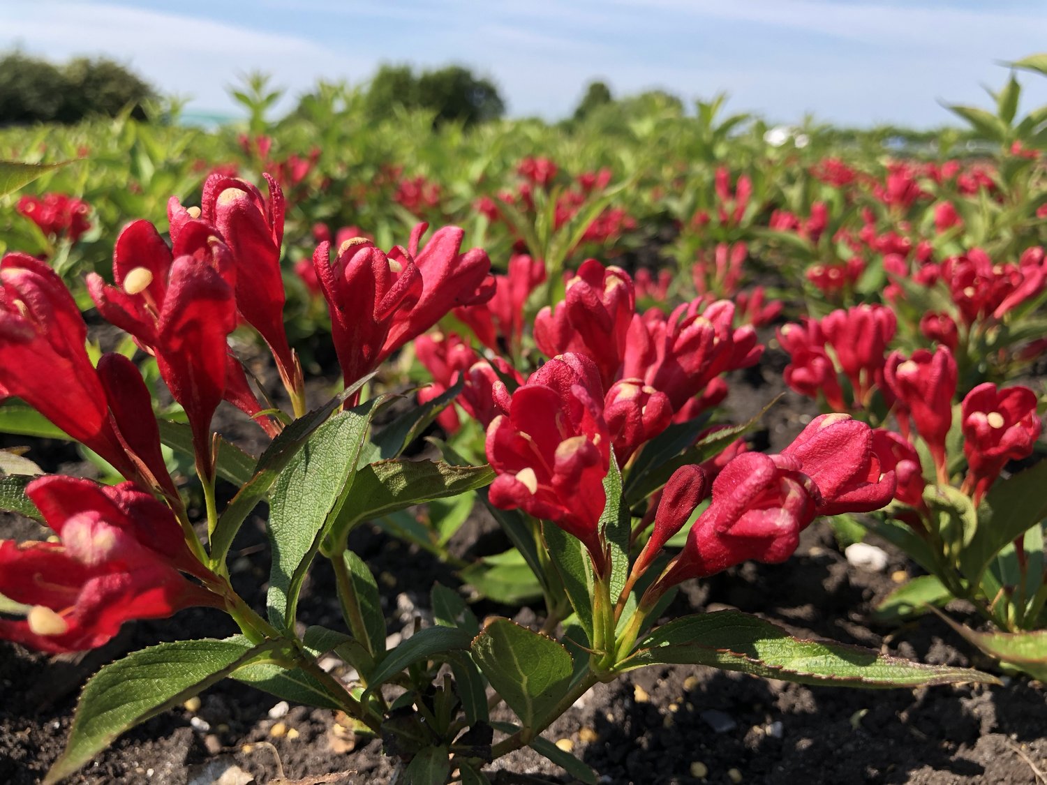 Weigela ALL SUMMER RED