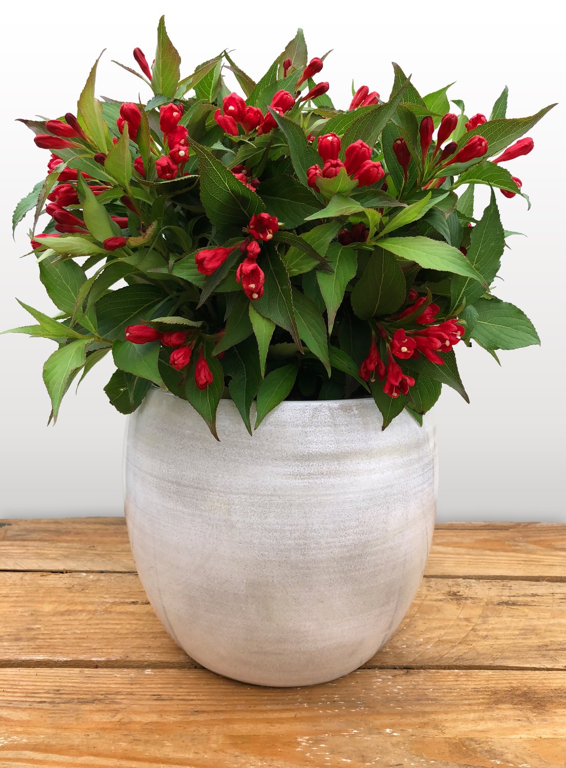 Weigela ALL SUMMER RED