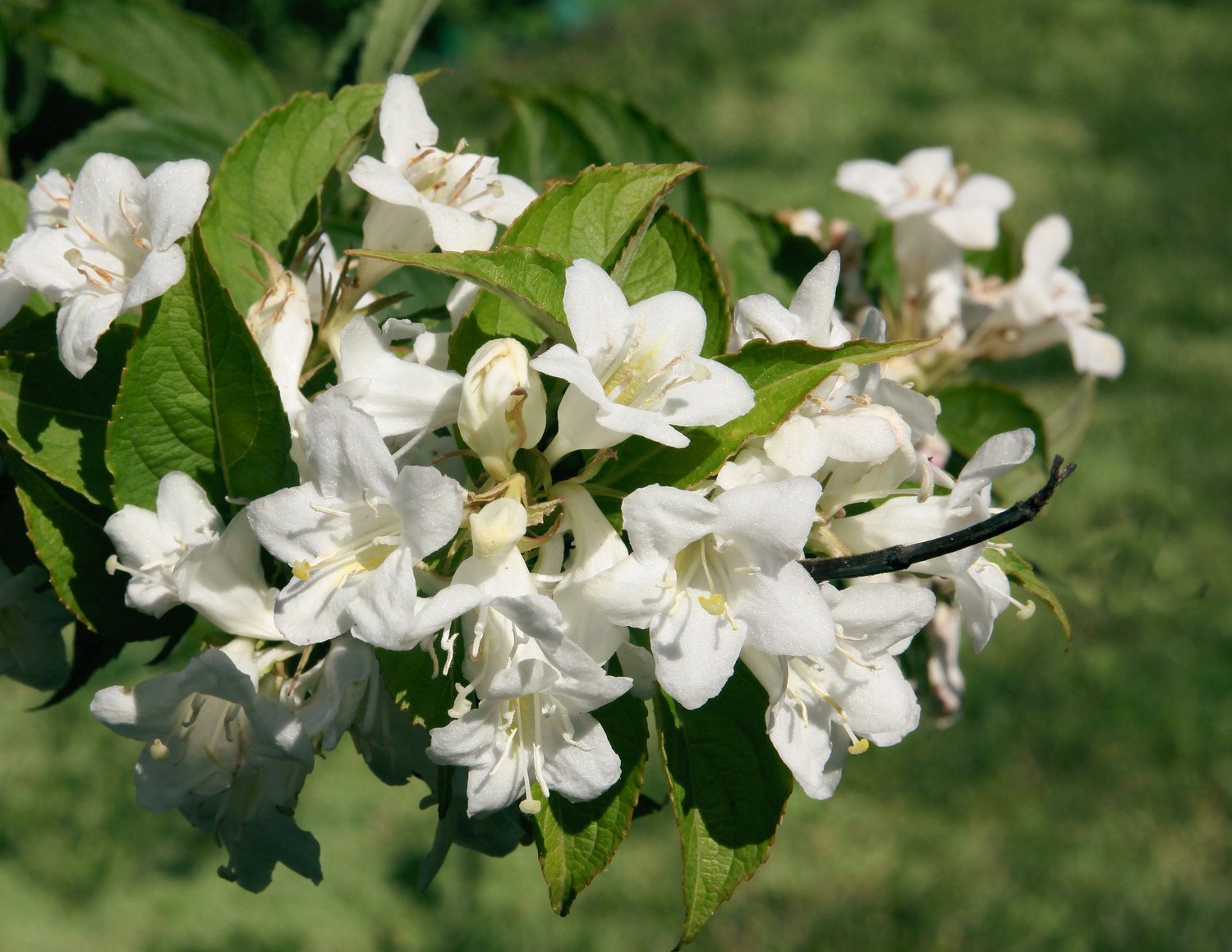 Weigela 'Bristol Snowflake'