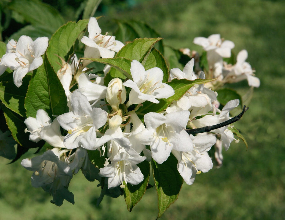 Weigela 'Bristol Snowflake'