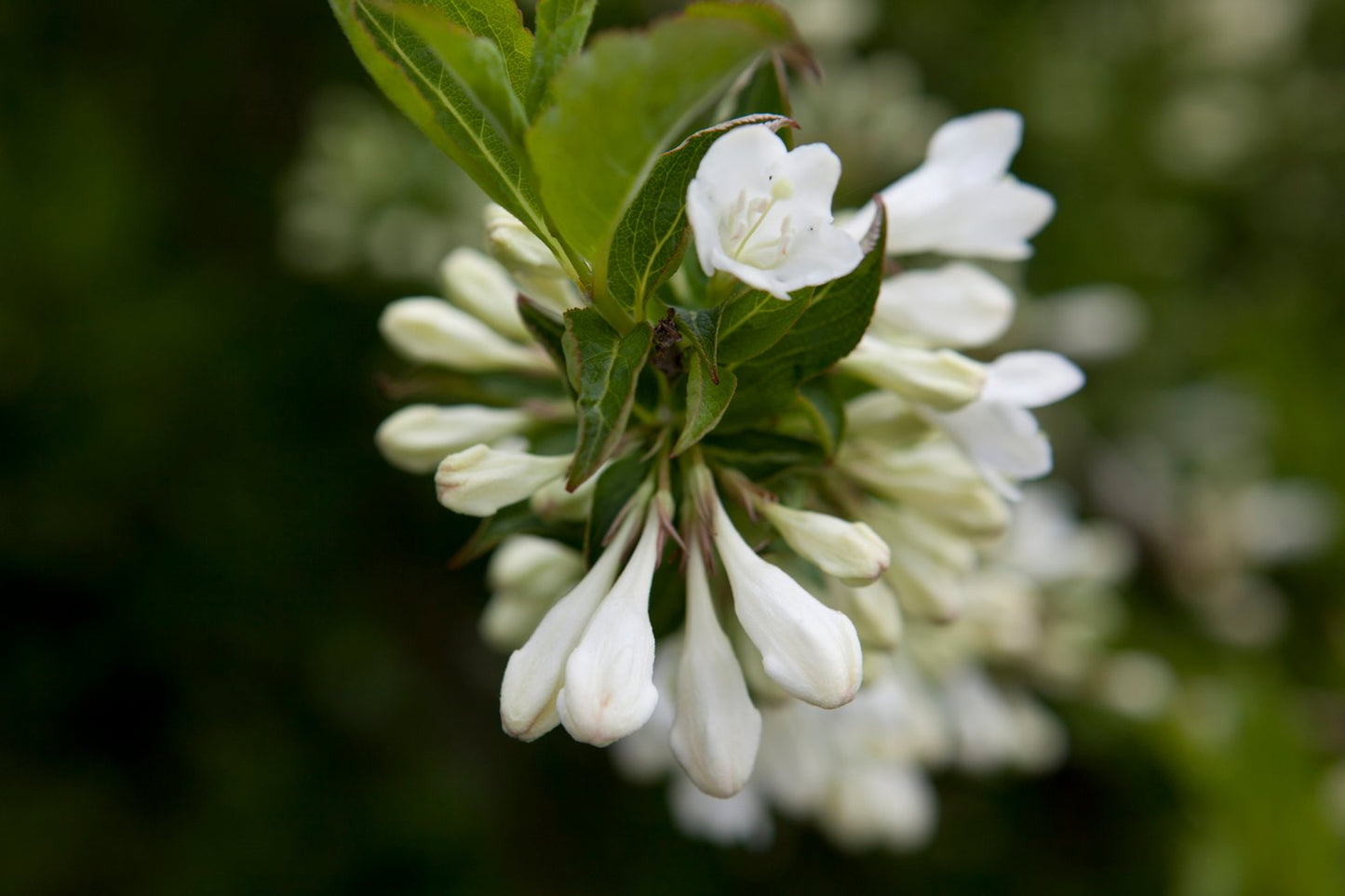 Weigela 'Bristol Snowflake'