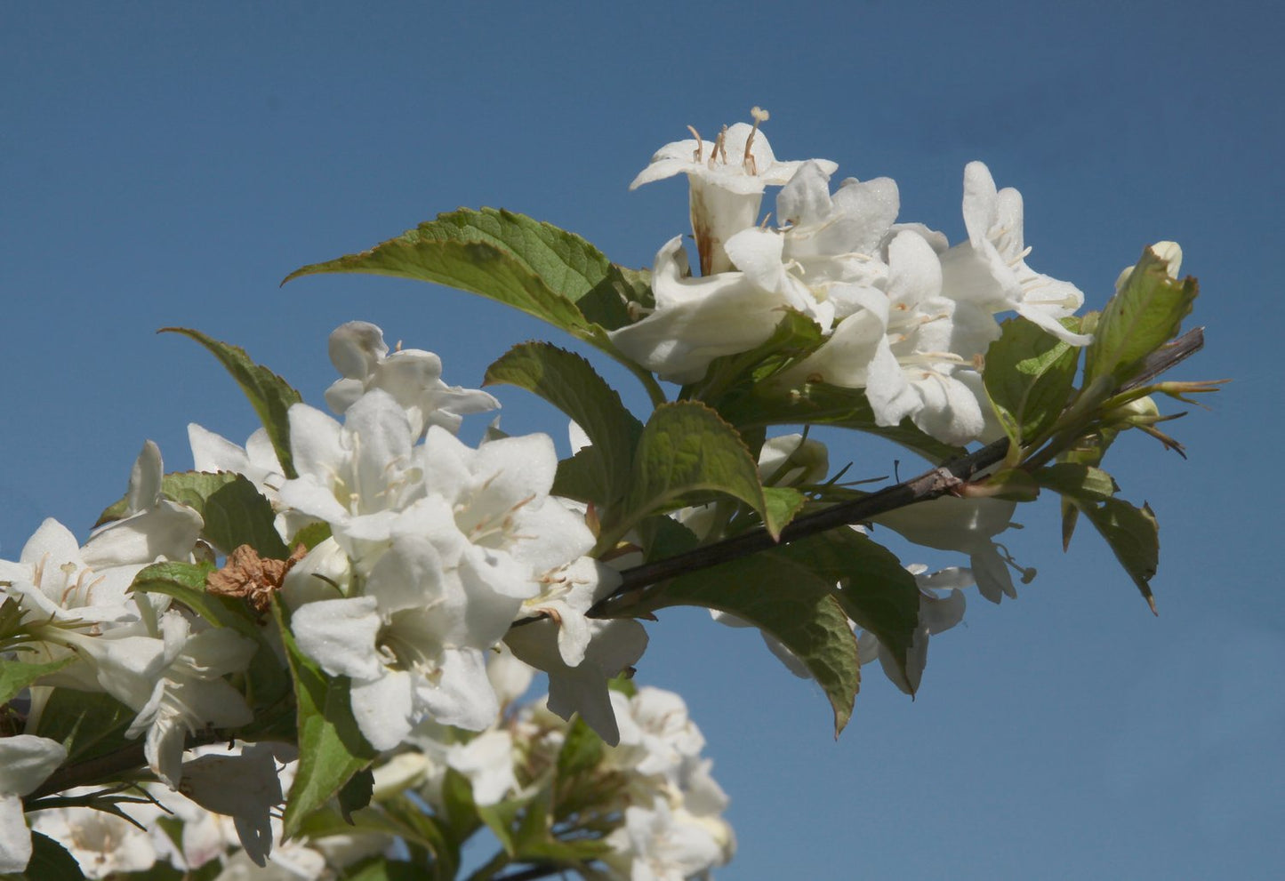 Weigela 'Bristol Snowflake'