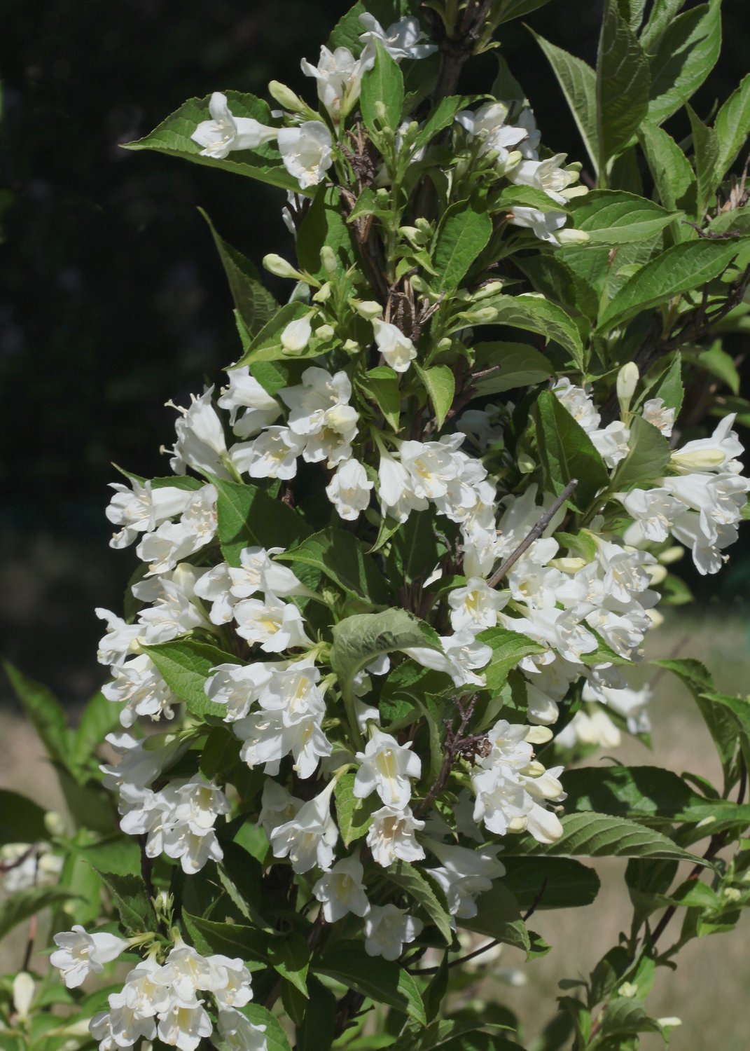 Weigela 'Bristol Snowflake'
