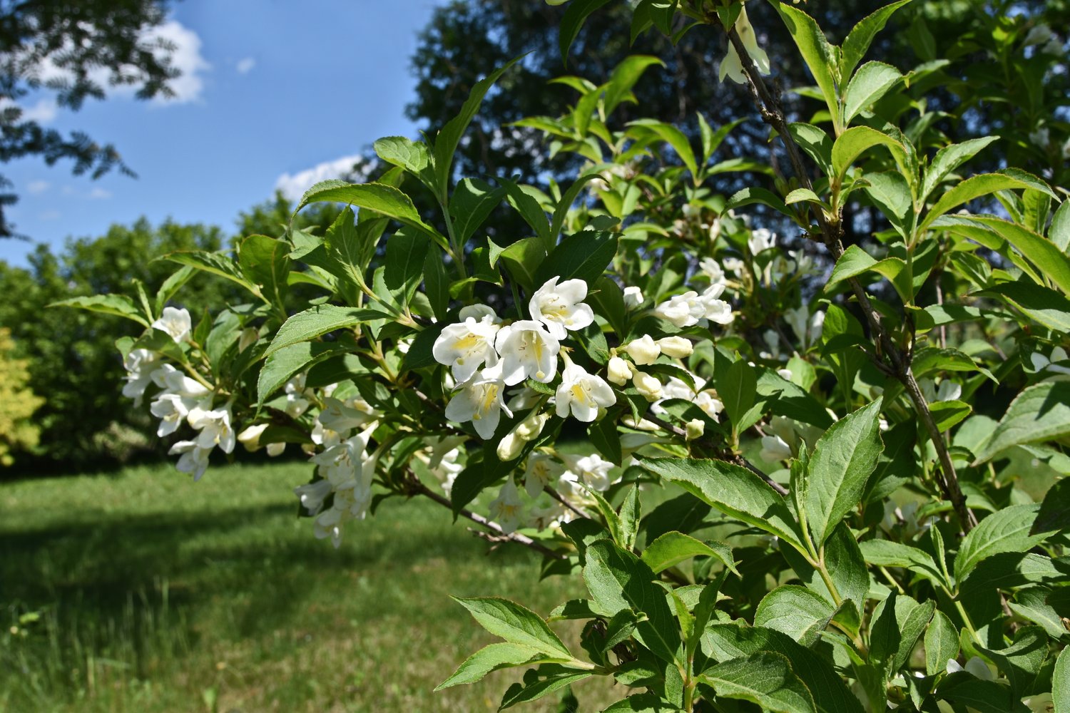 Weigela 'Bristol Snowflake'