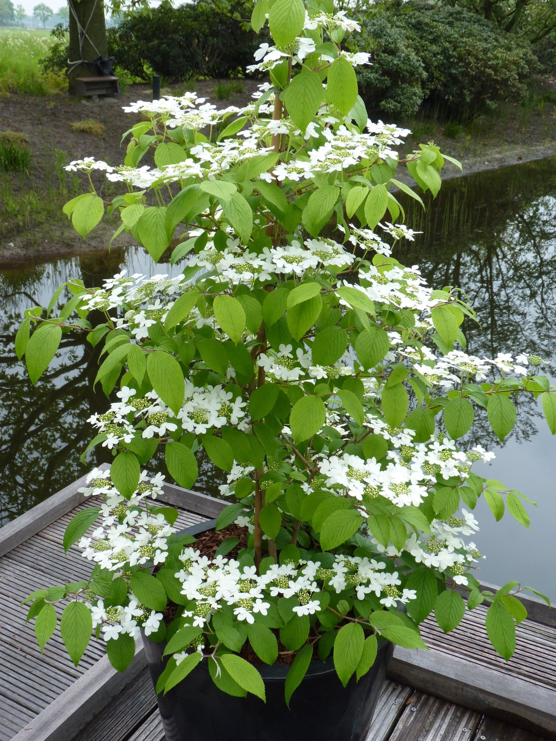 Viburnum plicatum f. tomentosum 'Kilimandjaro'