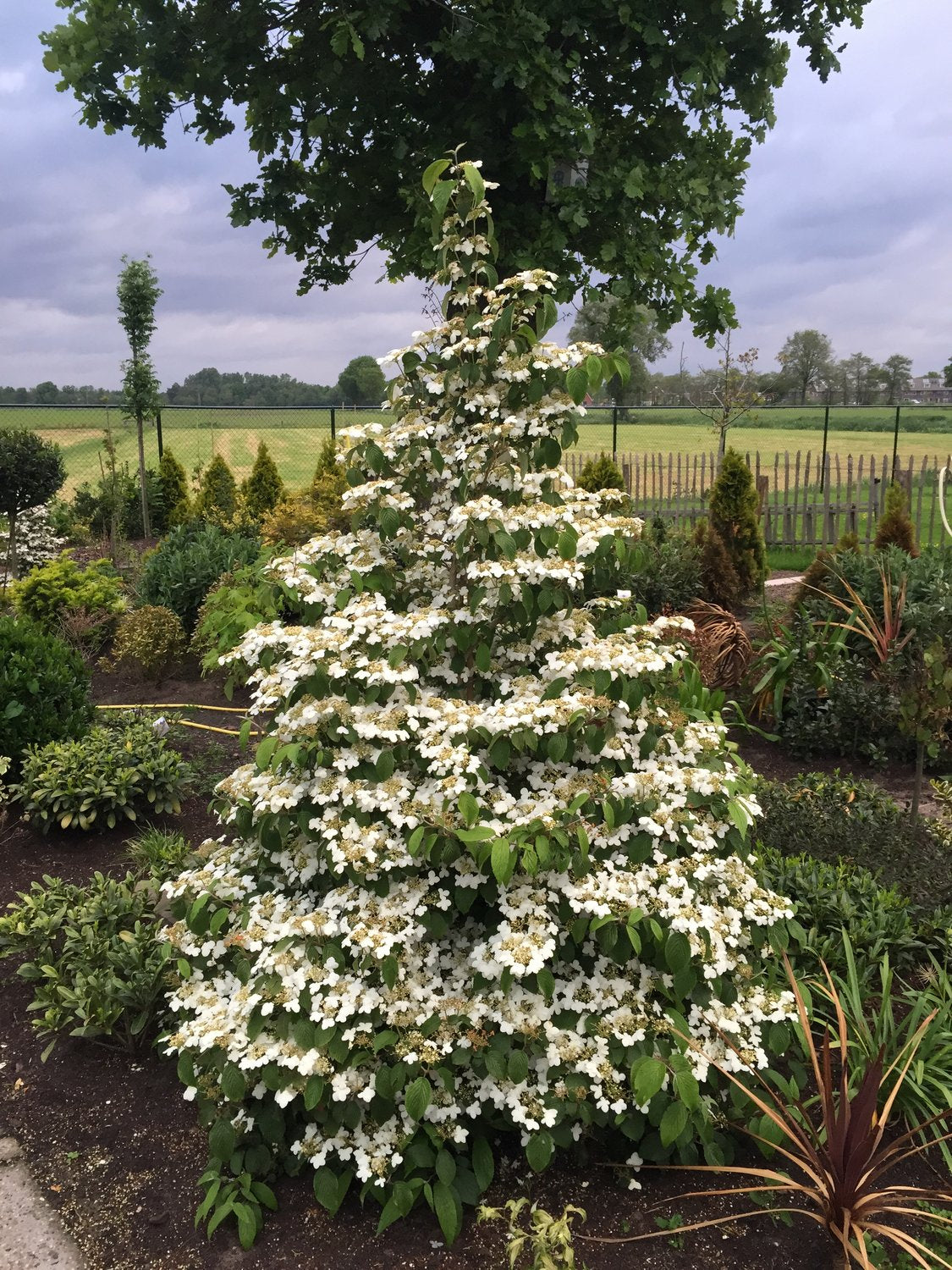 Viburnum plicatum f. tomentosum 'Kilimandjaro'
