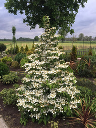 Viburnum plicatum f. tomentosum 'Kilimandjaro'