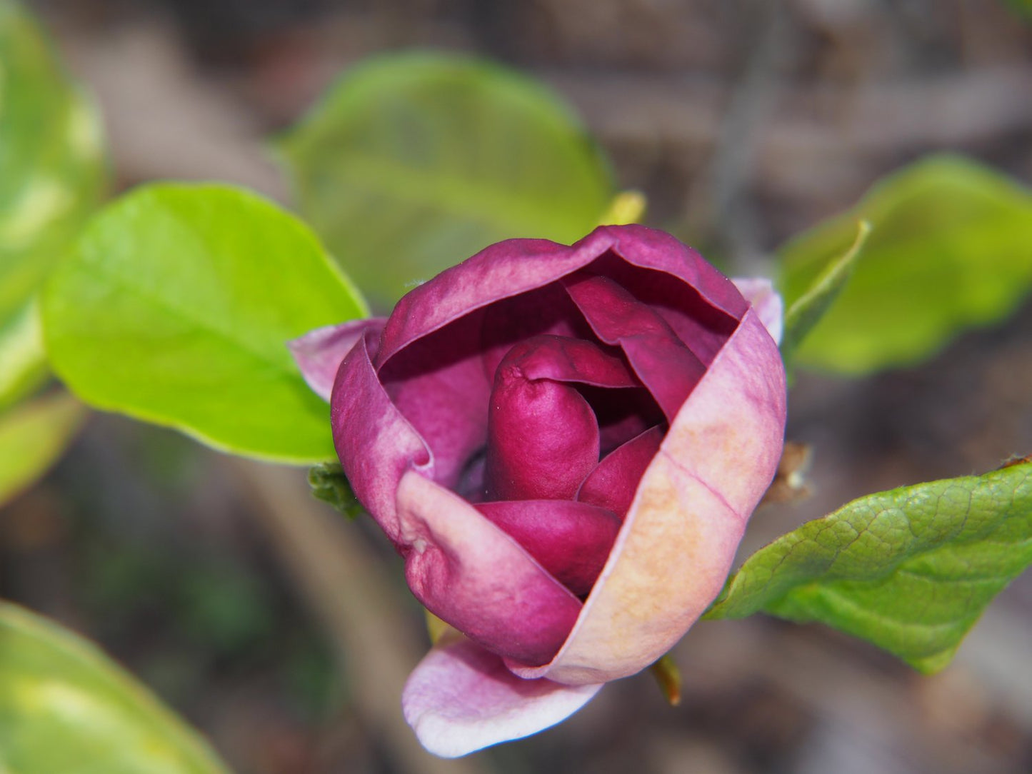 Magnolia 'Genie'