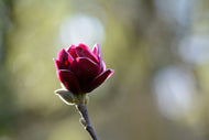 Magnolia 'Genie'