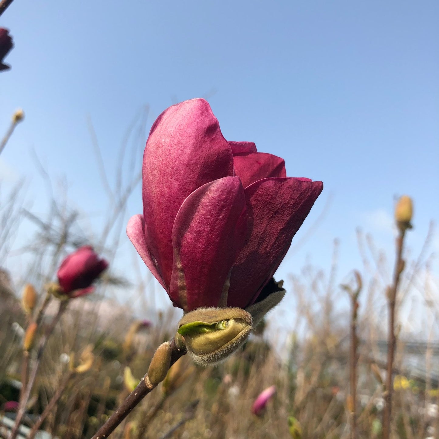 Magnolia 'Genie'