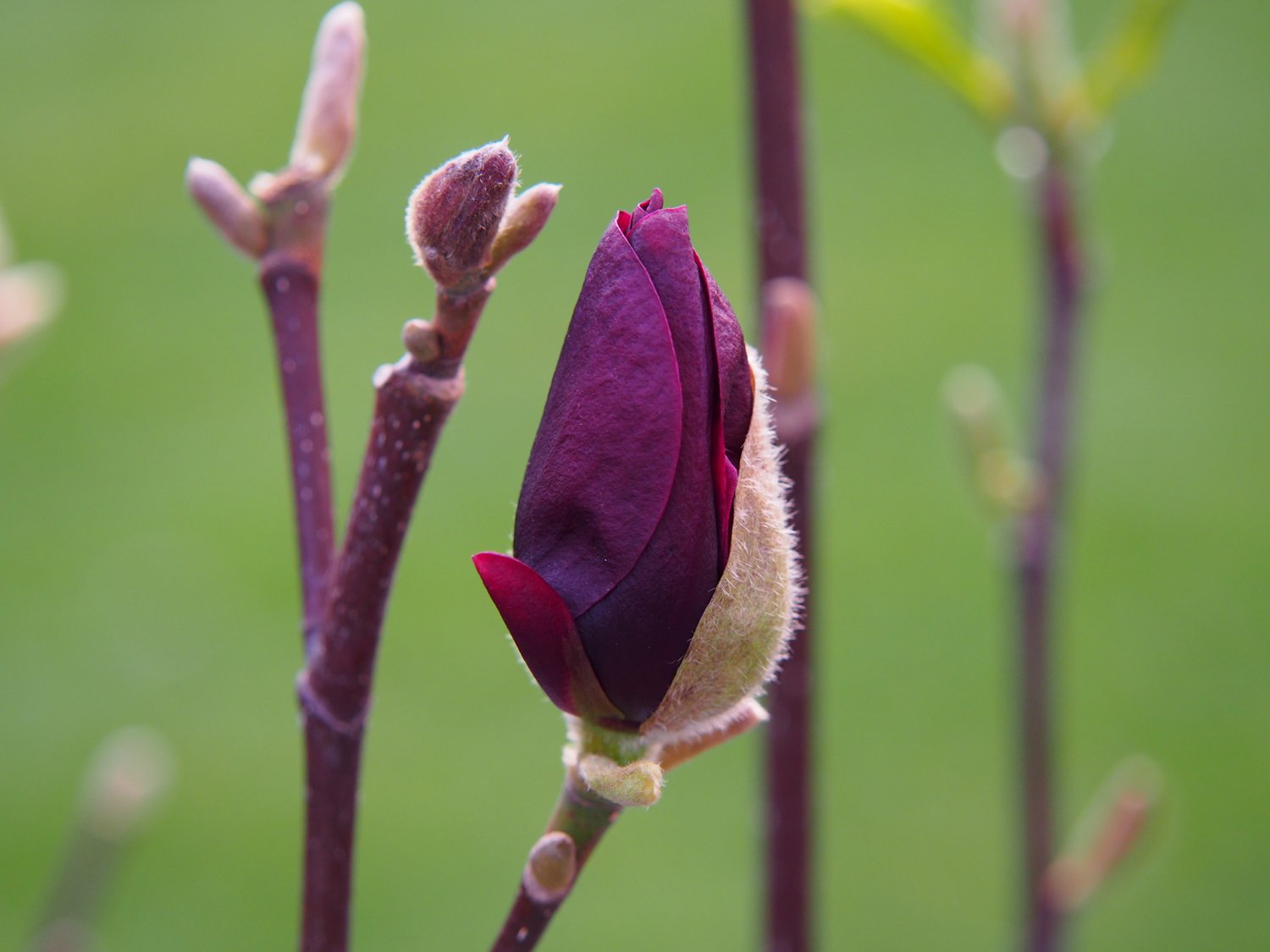 Magnolia 'Genie'