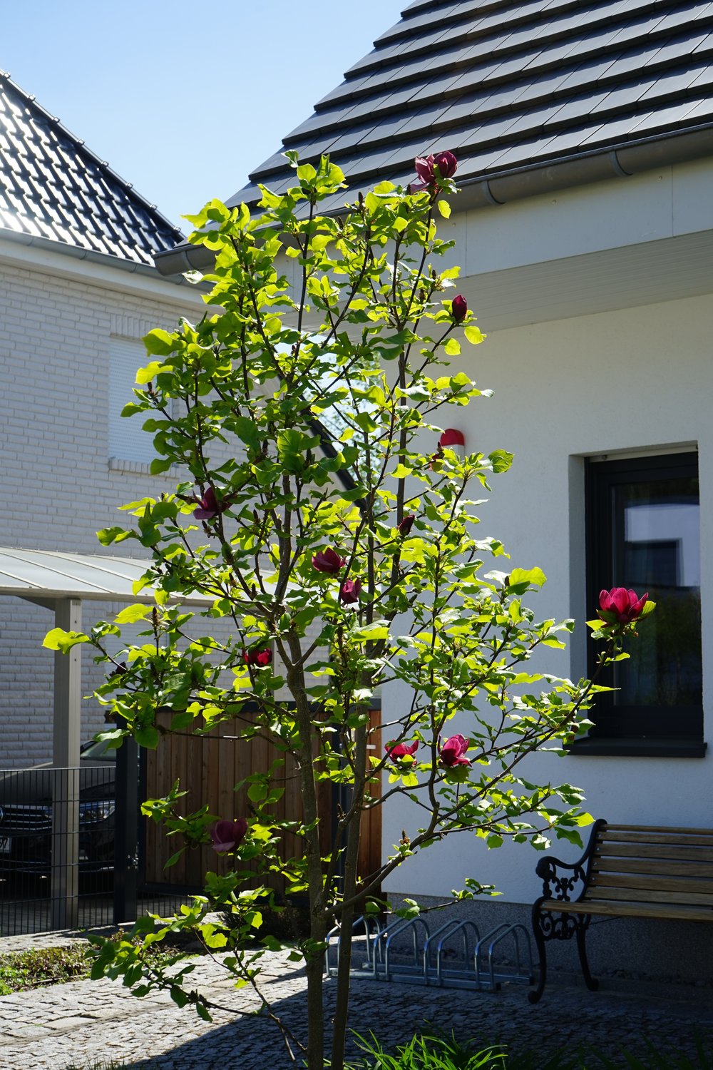 Magnolia 'Genie'