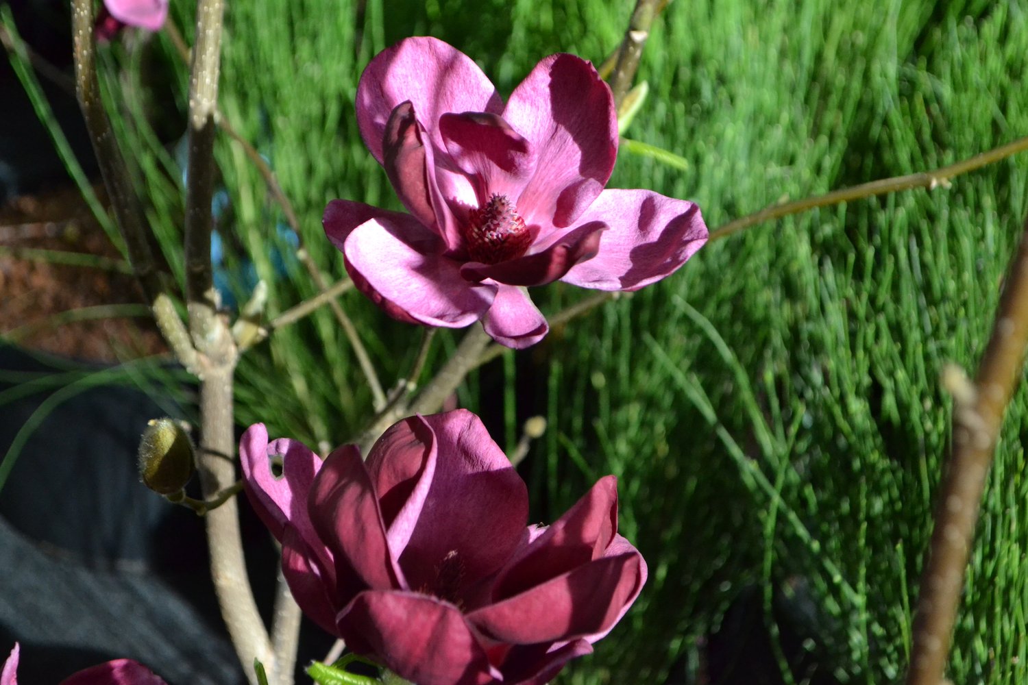 Magnolia 'Genie'