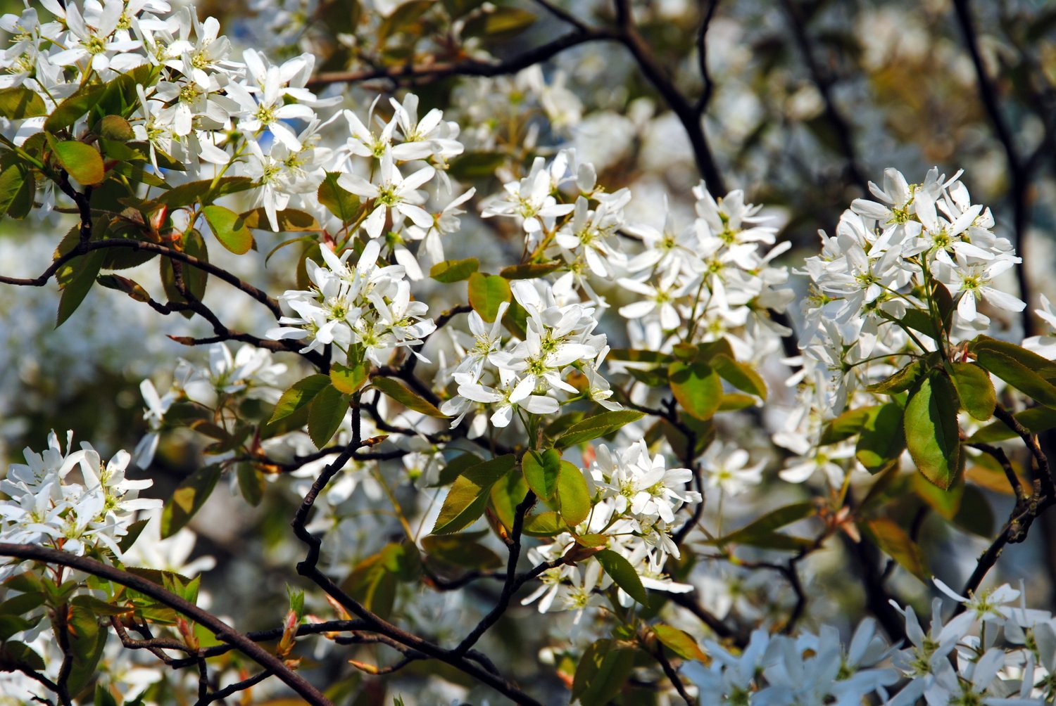 Amelanchier lamarckii