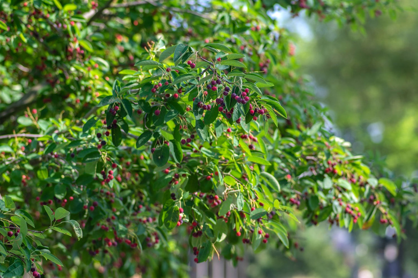 Amelanchier lamarckii