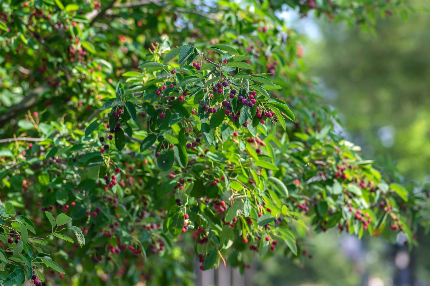 Amelanchier lamarckii