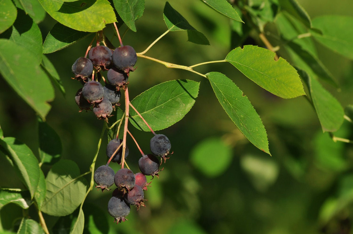 Amelanchier lamarckii