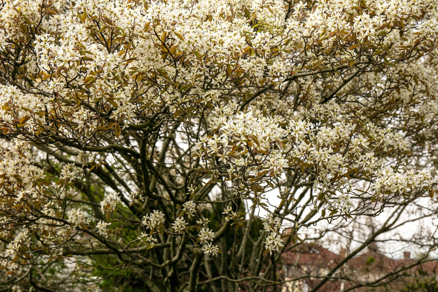 Amelanchier lamarckii