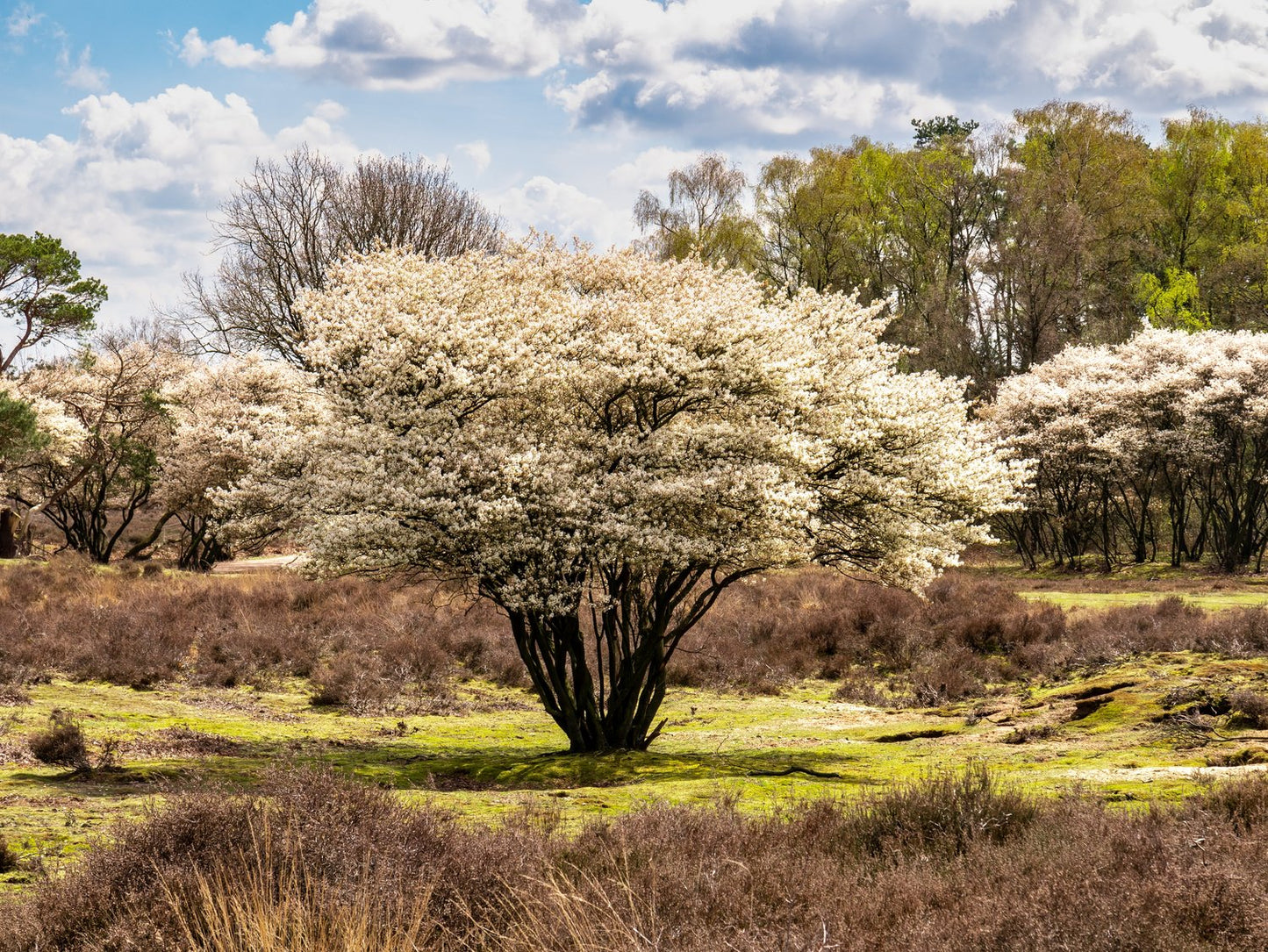 Amelanchier lamarckii