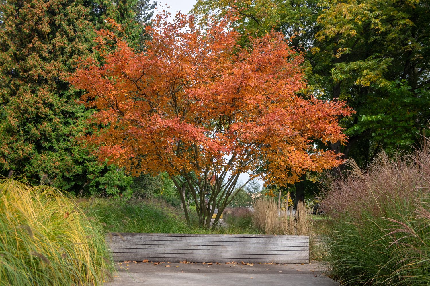 Amelanchier lamarckii