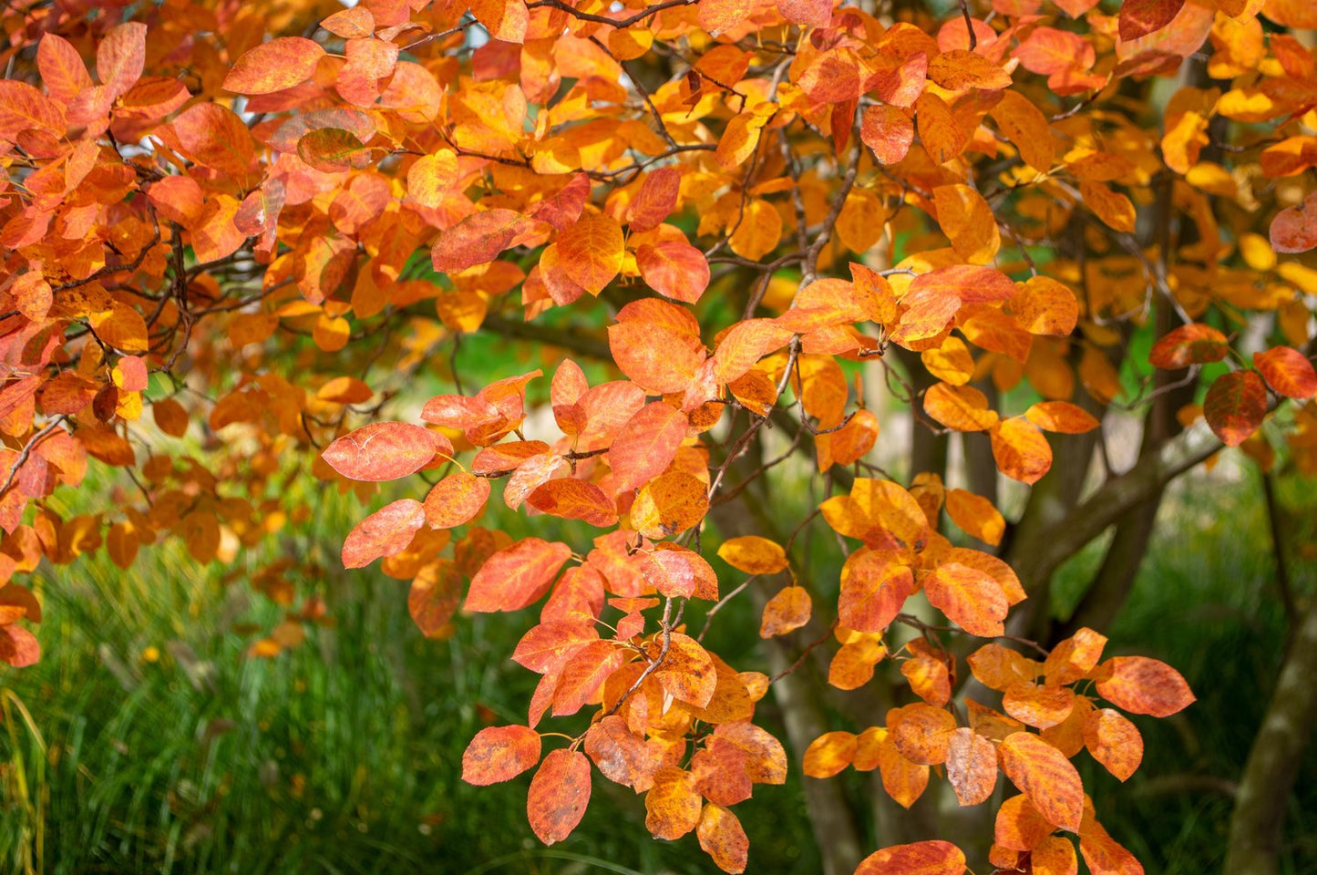 Amelanchier lamarckii