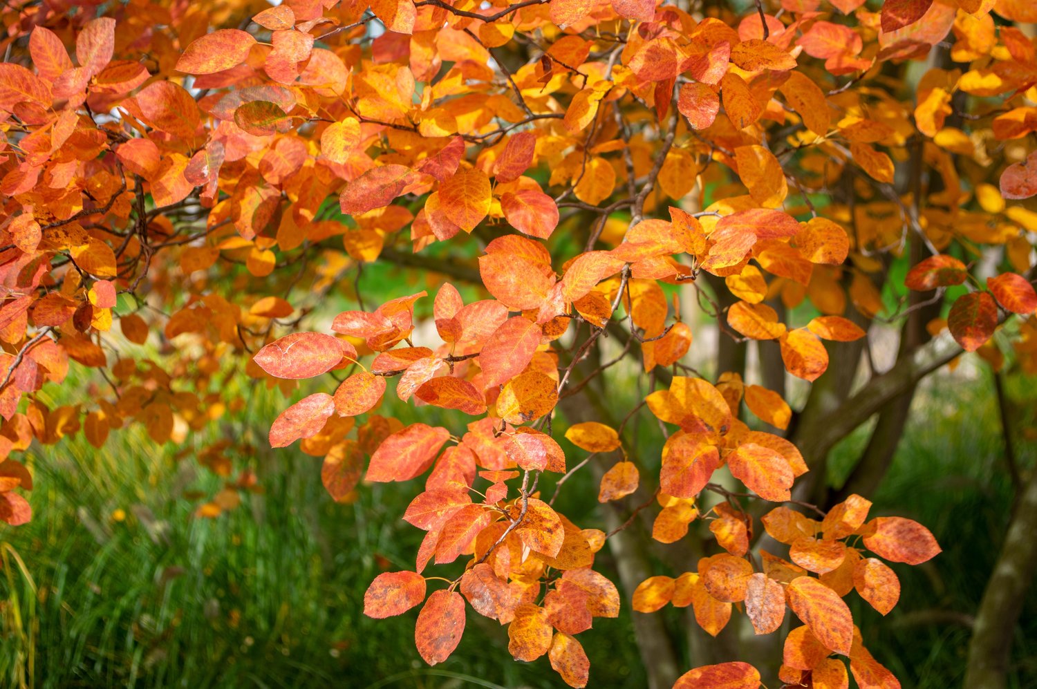 Amelanchier lamarckii