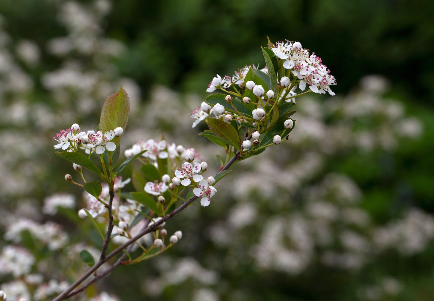 Aronia melanocarpa 'Hugin' E