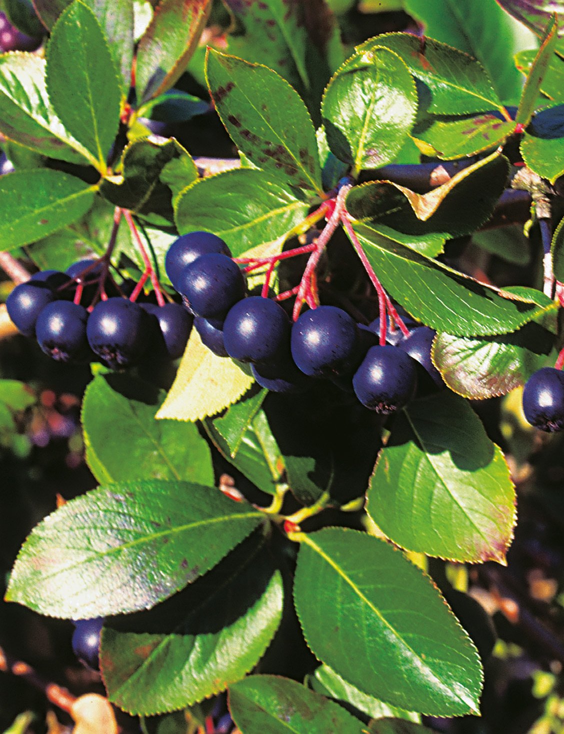 Aronia melanocarpa 'Hugin' E