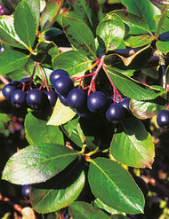 Aronia melanocarpa 'Hugin' E