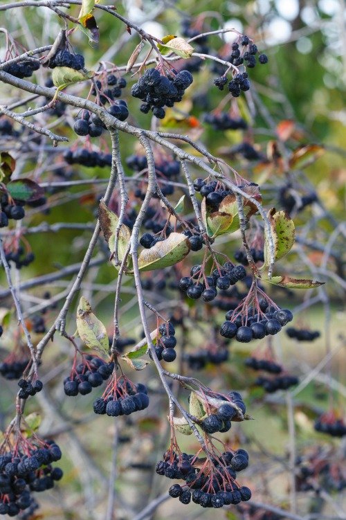 Aronia × prunifolia 'Elata'