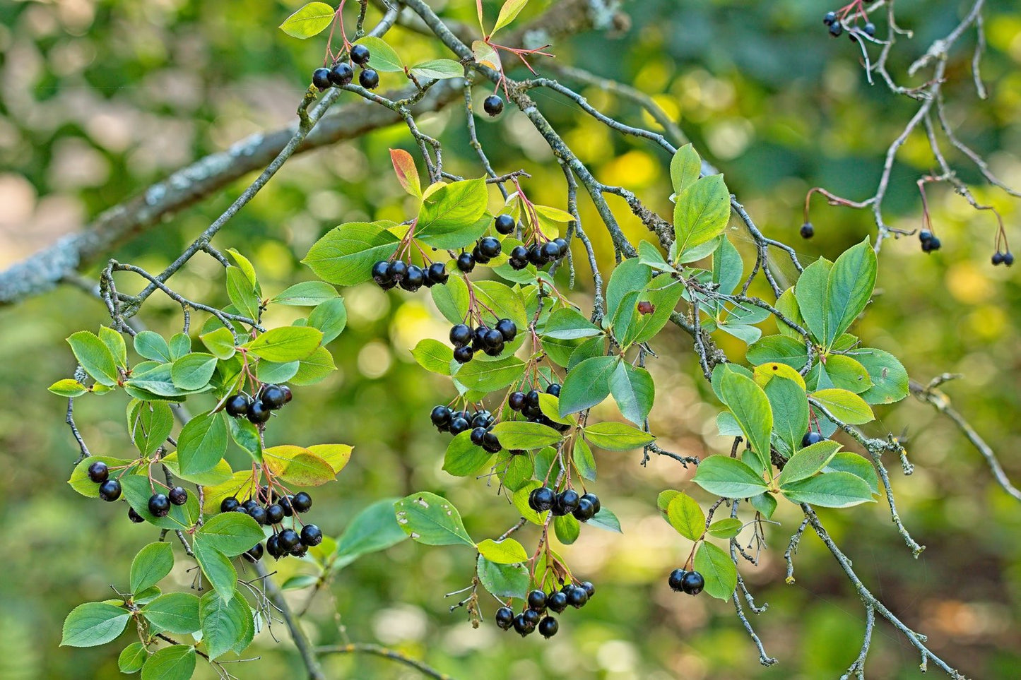 Aronia × prunifolia 'Elata'