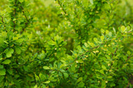Berberis thunbergii