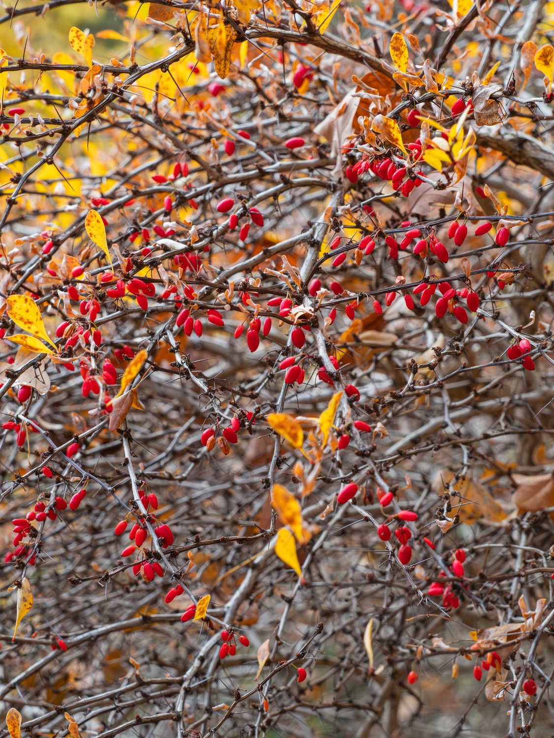 Berberis thunbergii
