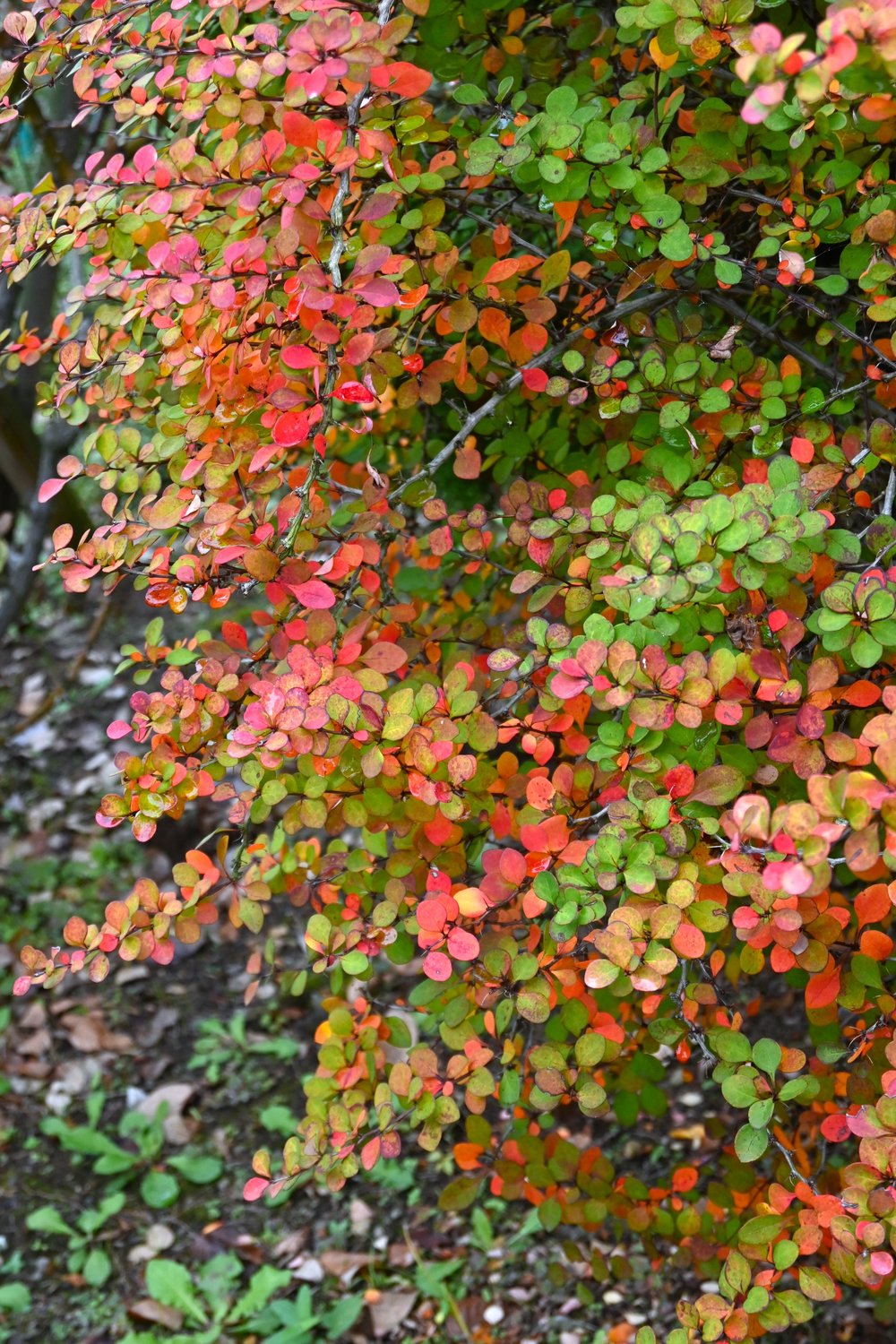 Berberis thunbergii