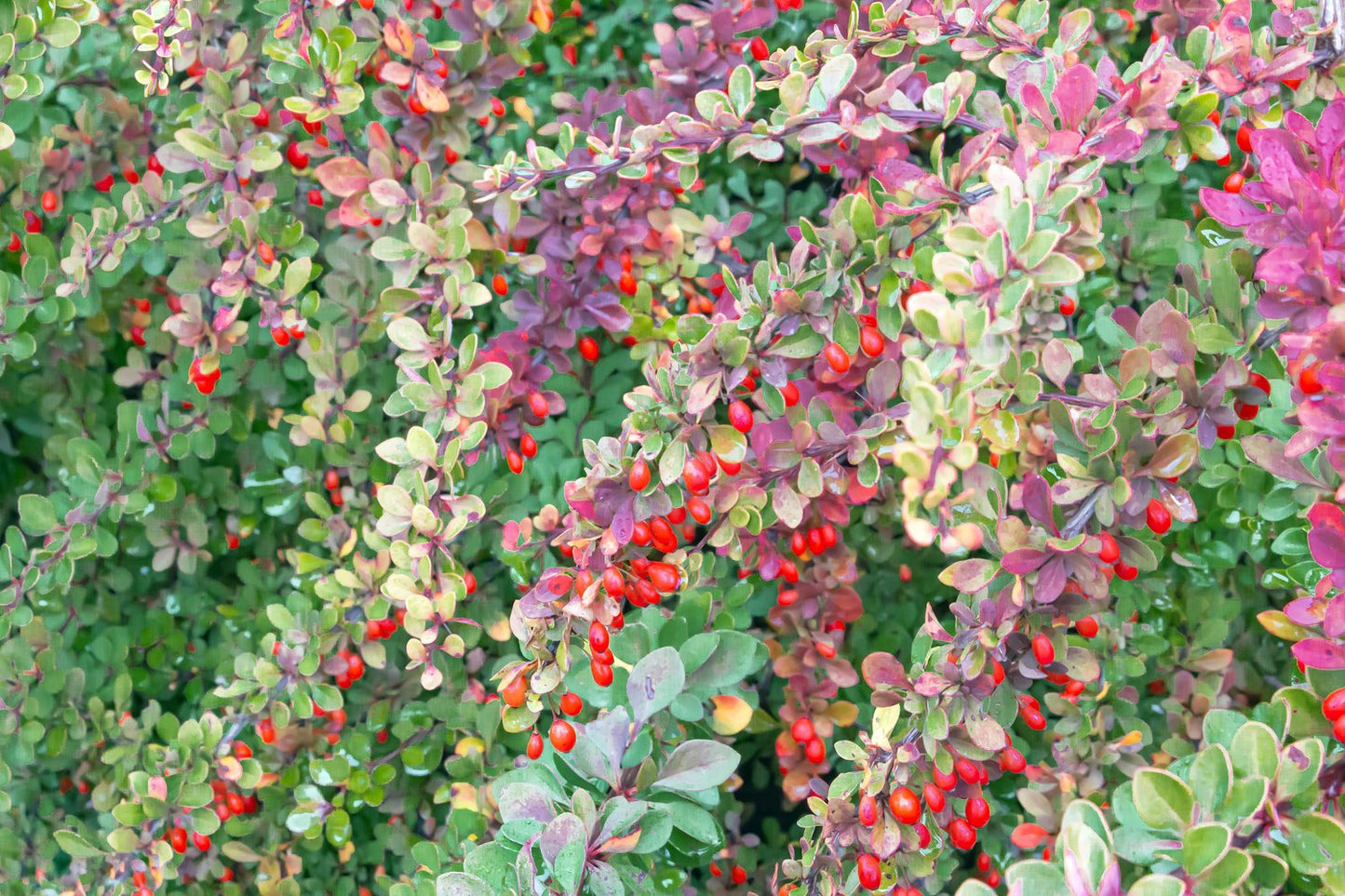 Berberis thunbergii
