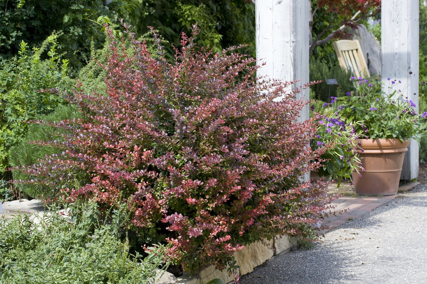 Berberis thunbergii 'Atropurpurea'