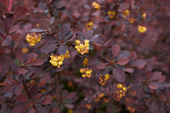 Berberis thunbergii 'Atropurpurea'