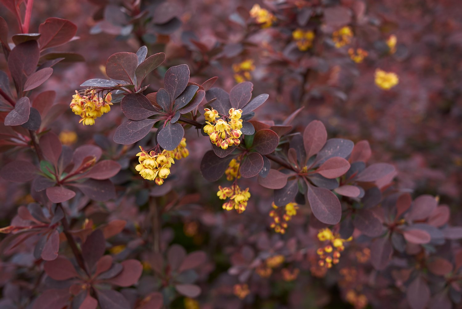 Berberis thunbergii 'Atropurpurea'