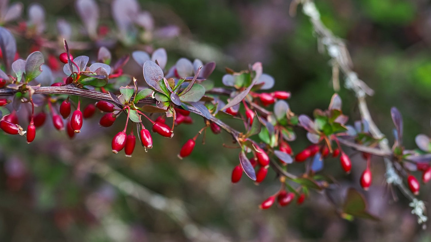 Berberis thunbergii 'Atropurpurea'