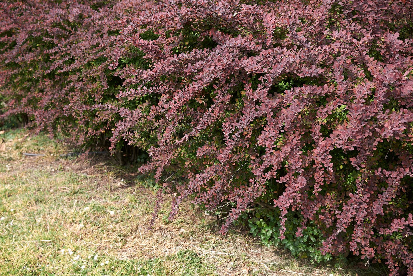Berberis thunbergii 'Atropurpurea'
