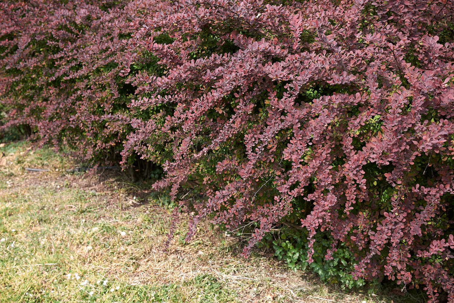 Berberis thunbergii 'Atropurpurea'