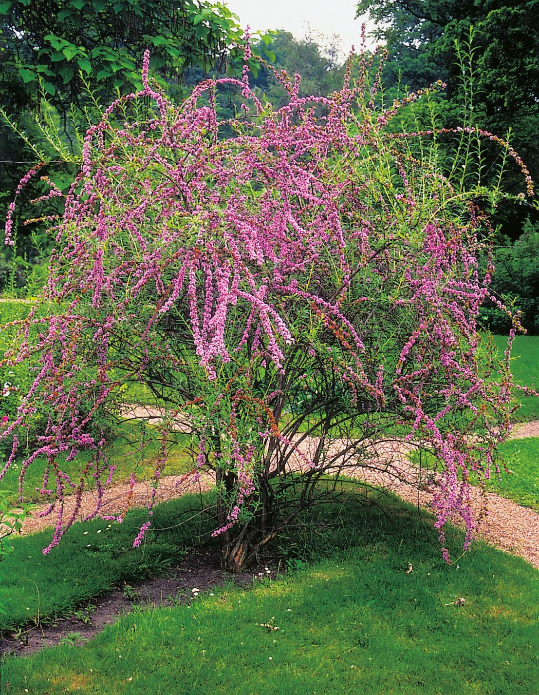 Buddleja alternifolia