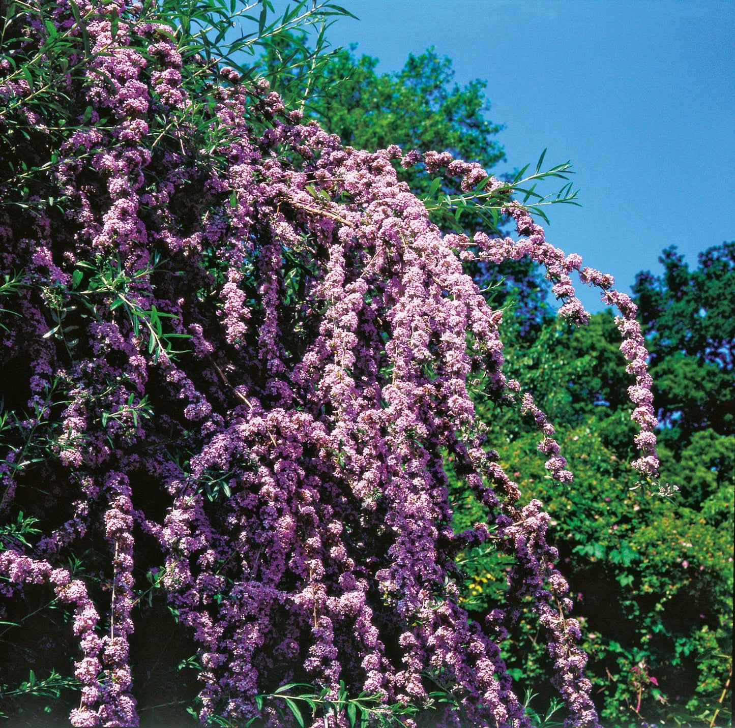 Buddleja alternifolia