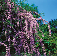 Buddleja alternifolia