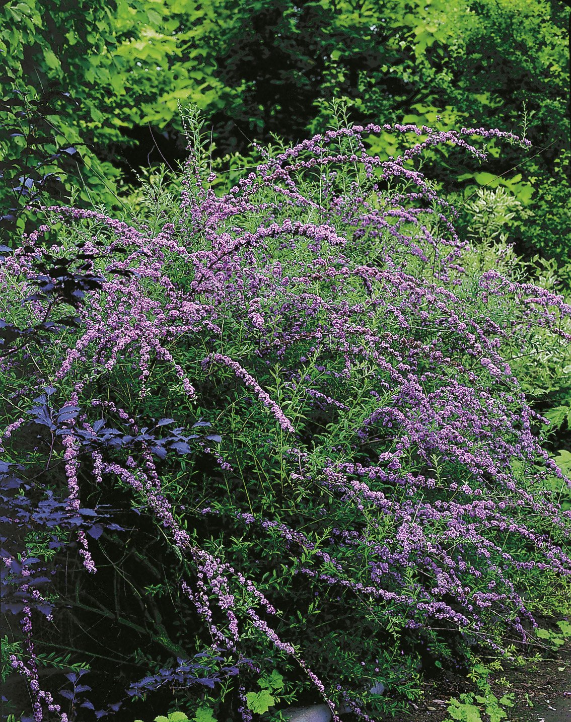 Buddleja alternifolia